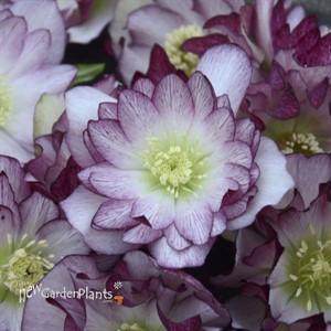 'Blushing Bridesmaid' Lenten Rose