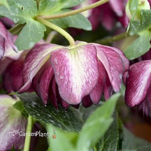 'Blushing Bridesmaid' Lenten Rose