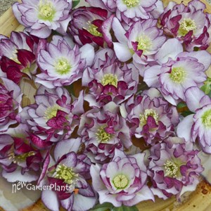 'Blushing Bridesmaid' Lenten Rose