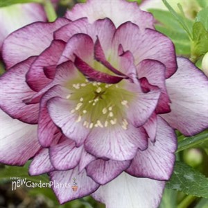 'Blushing Bridesmaid' Lenten Rose