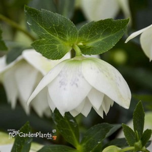 'Confetti Cake' Lenten Rose