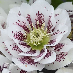 'Confetti Cake' Lenten Rose