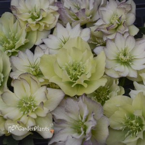 'First Dance' Lenten Rose