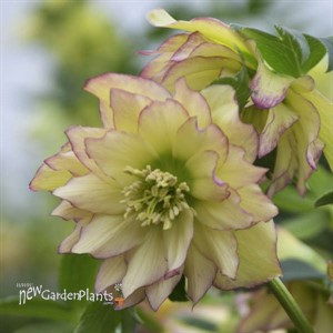 'First Dance' Lenten Rose