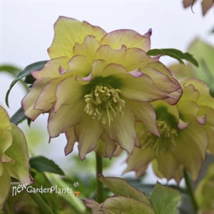 'First Dance' Lenten Rose