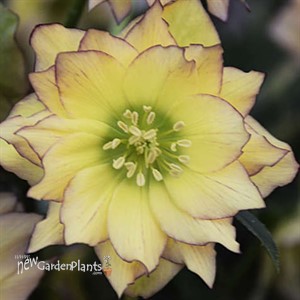 'First Dance' Lenten Rose