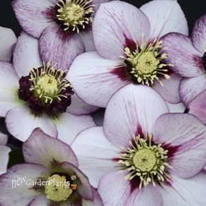 'French Kiss' HONEYMOON Series