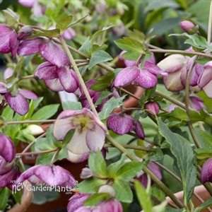 'French Kiss' HONEYMOON Series