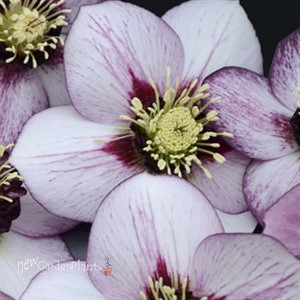 'French Kiss' HONEYMOON Series