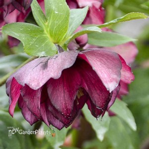 Helleborus 'True Love' WEDDING PARTY Series