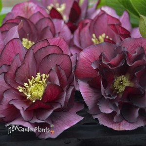 Helleborus 'True Love' WEDDING PARTY Series