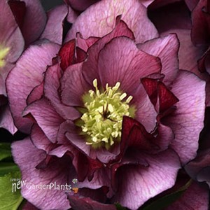 Helleborus 'True Love' WEDDING PARTY Series