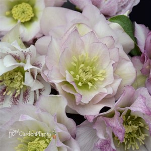 Helleborus 'Flower Girl' WEDDING PARTY™ Series