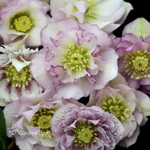 Helleborus 'Flower Girl' WEDDING PARTY™ Series