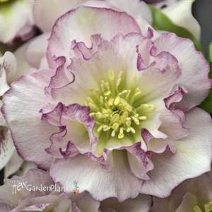Helleborus 'Flower Girl' WEDDING PARTY™ Series