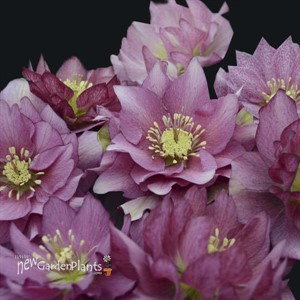 'Maid of Honor' WEDDING PARTY Series