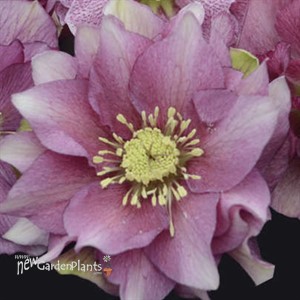 'Maid of Honor' WEDDING PARTY Series