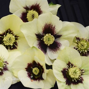 Helleborus 'Spanish Flare' HONEYMOON™ Series