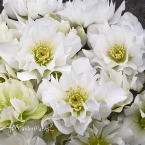 'Wedding Bells' WEDDING PARTY Series