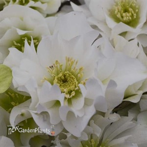 'Wedding Bells' WEDDING PARTY Series