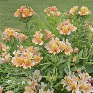 Alstroemeria INCA ICE ('Koice')