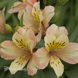 Alstroemeria INCA ICE ('Koice')