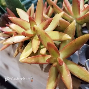 ‘Firestorm’  Sedum a.