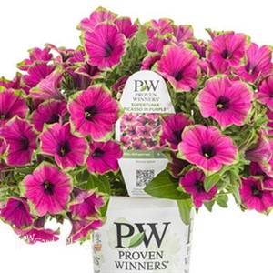 Supertunia 'Picasso in Purple'