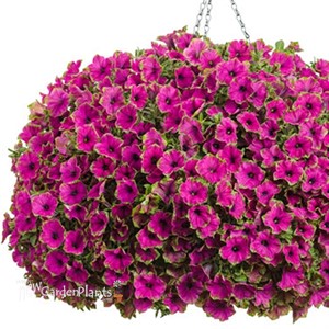 Supertunia 'Picasso in Purple'