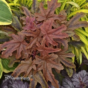 Heucherella 'Red Rover' 