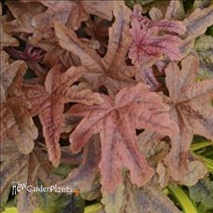 Heucherella 'Red Rover' 