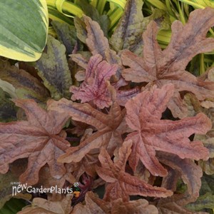 Heucherella 'Red Rover' 