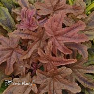 Heucherella 'Red Rover' 