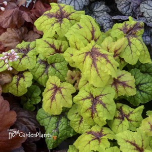 Heucherella 'Catching Fire' Foaming Bells