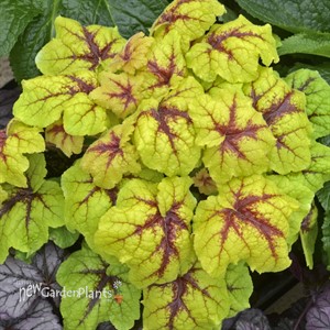 Heucherella 'Catching Fire' Foaming Bells