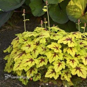 Heucherella 'Catching Fire' Foaming Bells