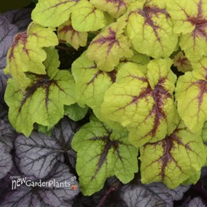 Heucherella 'Catching Fire' Foaming Bells