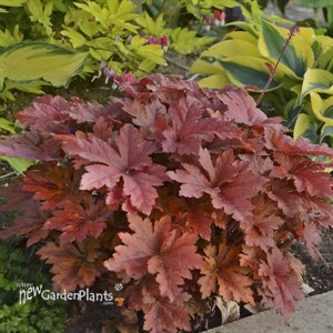 Heucherella 'Hopscotch' PPAF CPBRAF