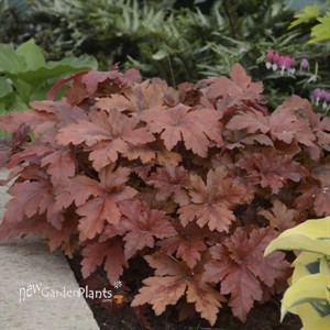 Heucherella 'Hopscotch' PPAF CPBRAF