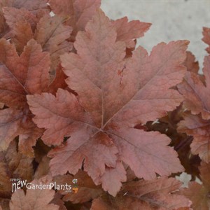Heucherella 'Hopscotch' PPAF CPBRAF