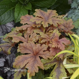 Heucherella 'Hopscotch' PPAF CPBRAF