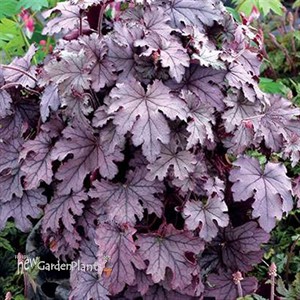 Heucherella 'Plum Cascade'