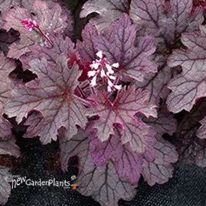 Heucherella 'Plum Cascade'