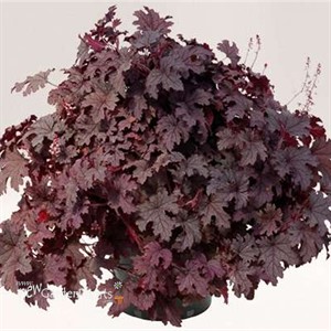 Heucherella 'Plum Cascade'