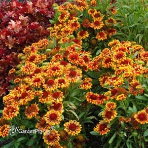 Gaillardia 'Fire Wheels'