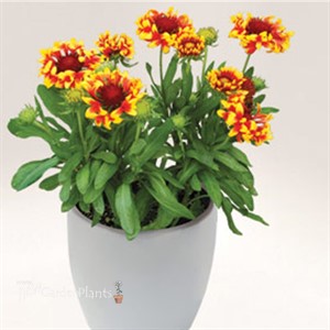 Gaillardia 'Fire Wheels'