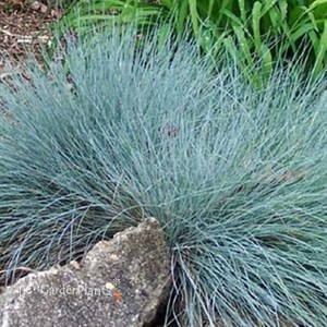 'Elijah Blue' Fescue Grass