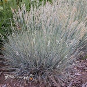 'Elijah Blue' Fescue Grass