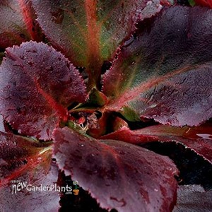 Bergenia DRAGONFLY 'Sakura'