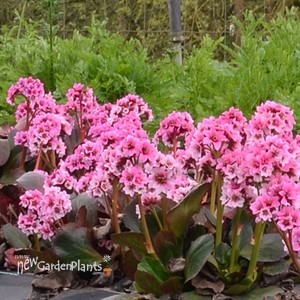 Bergenia DRAGONFLY 'Sakura'